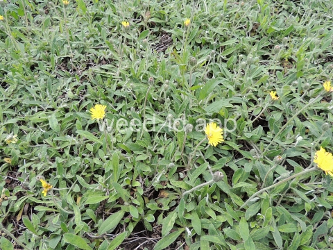 hawkweed, mouseear